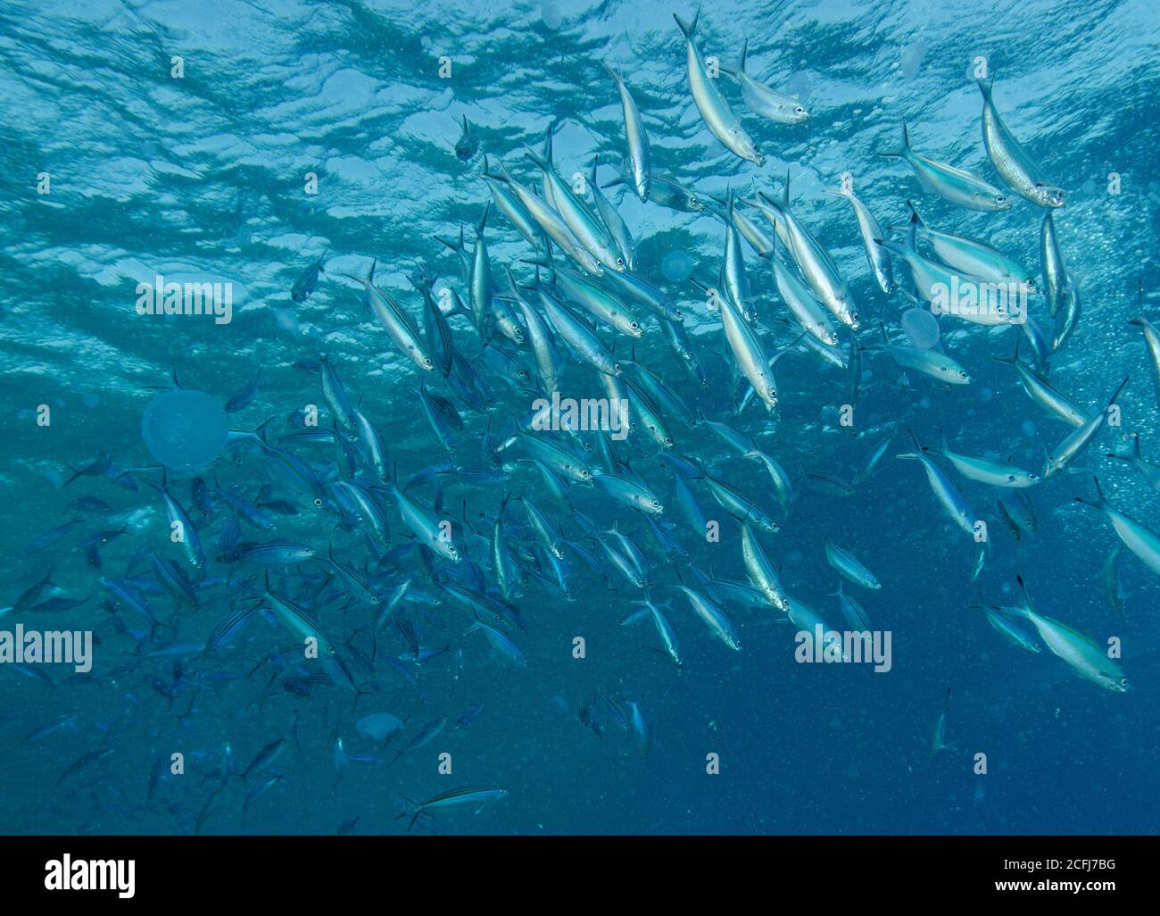 Un haut de Fusilier à lignes variables, Caesio varilineata, avec méduses, Hamata, Mer Rouge, Egypte Banque D'Images