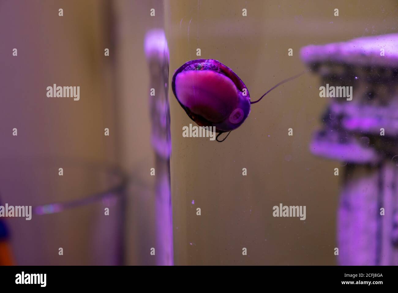 Dans un aquarium, l'escargot attaché au verre montre son dessous. Banque D'Images