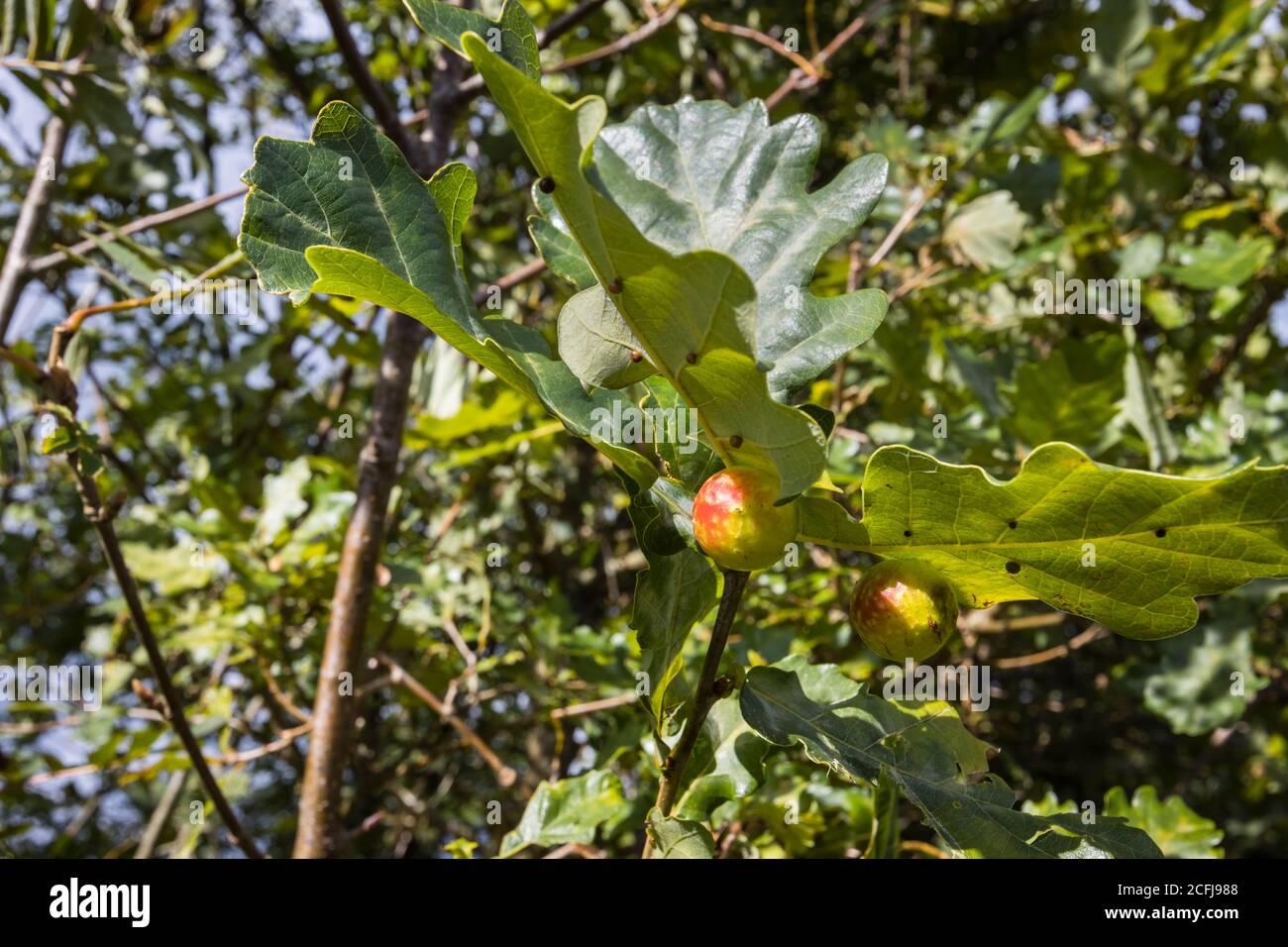 Une pomme de chêne ou une Galle de chêne sur le dessous d'un chêne (Quercus robur) feuille à la fin de l'été / début de l'automne à Frensham Little Pond, Surrey, Angleterre Banque D'Images