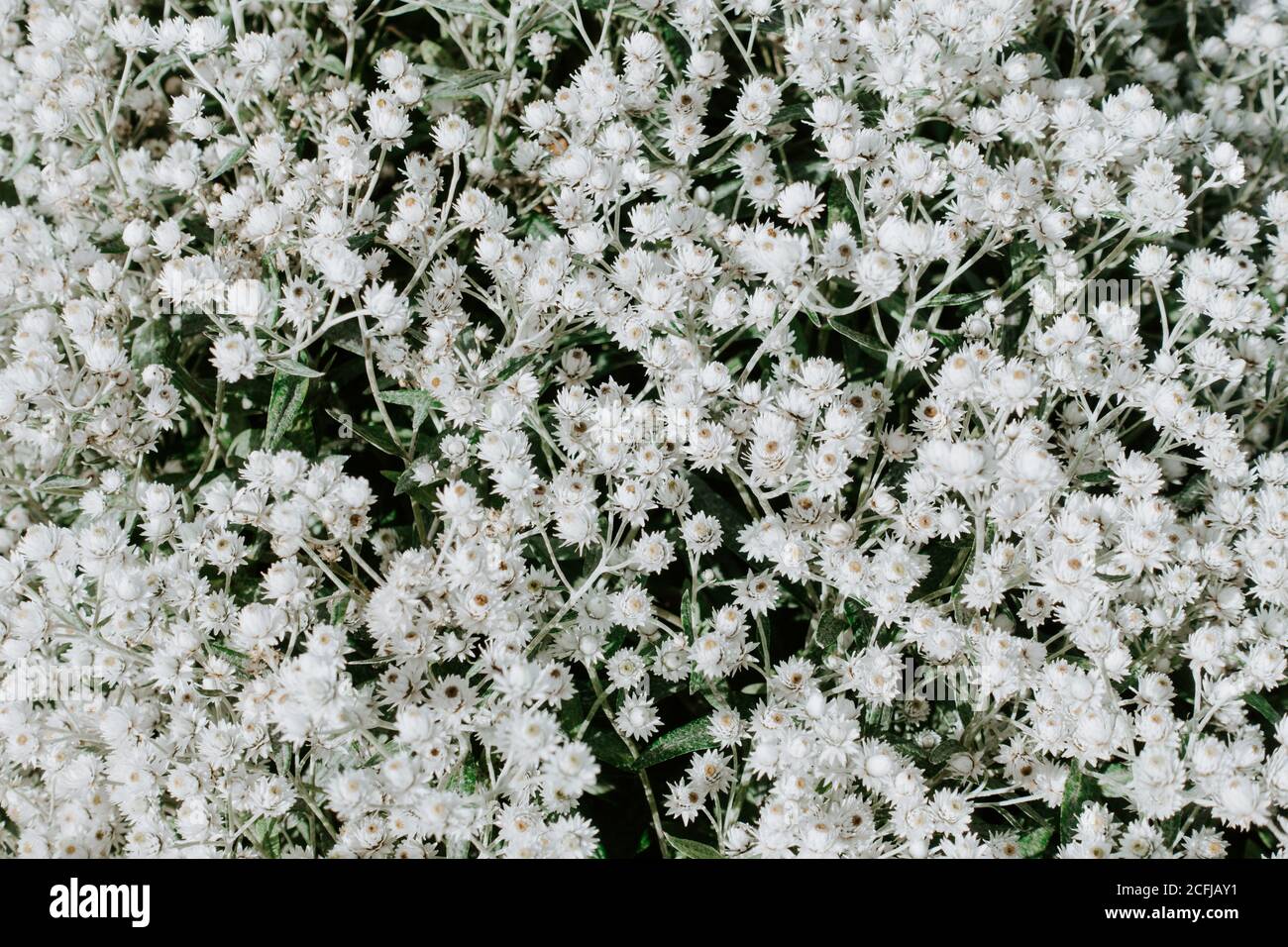 Petites fleurs blanches avec des feuilles vertes en arrière-plan Banque D'Images