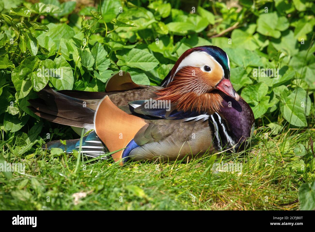 Pays-Bas, Kerkrade, GaiaZoo, canard mandarin (Aix galericulata), originaire d'Asie de l'est. Banque D'Images
