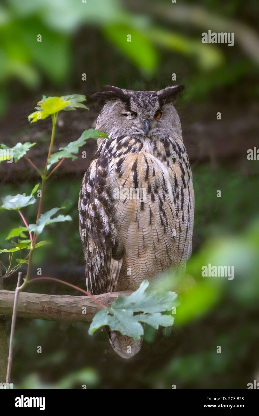 Pays-Bas, Kerkrade, GaiaZoo, Hibou de l'aigle eurasien (Bubo bubo). Banque D'Images