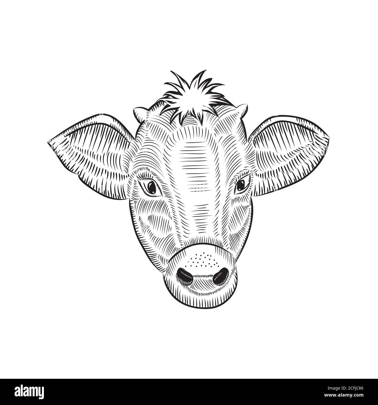 Esquisse de la tête d'une vache en regardant droit. Illustration vectorielle de la face entière Banque D'Images