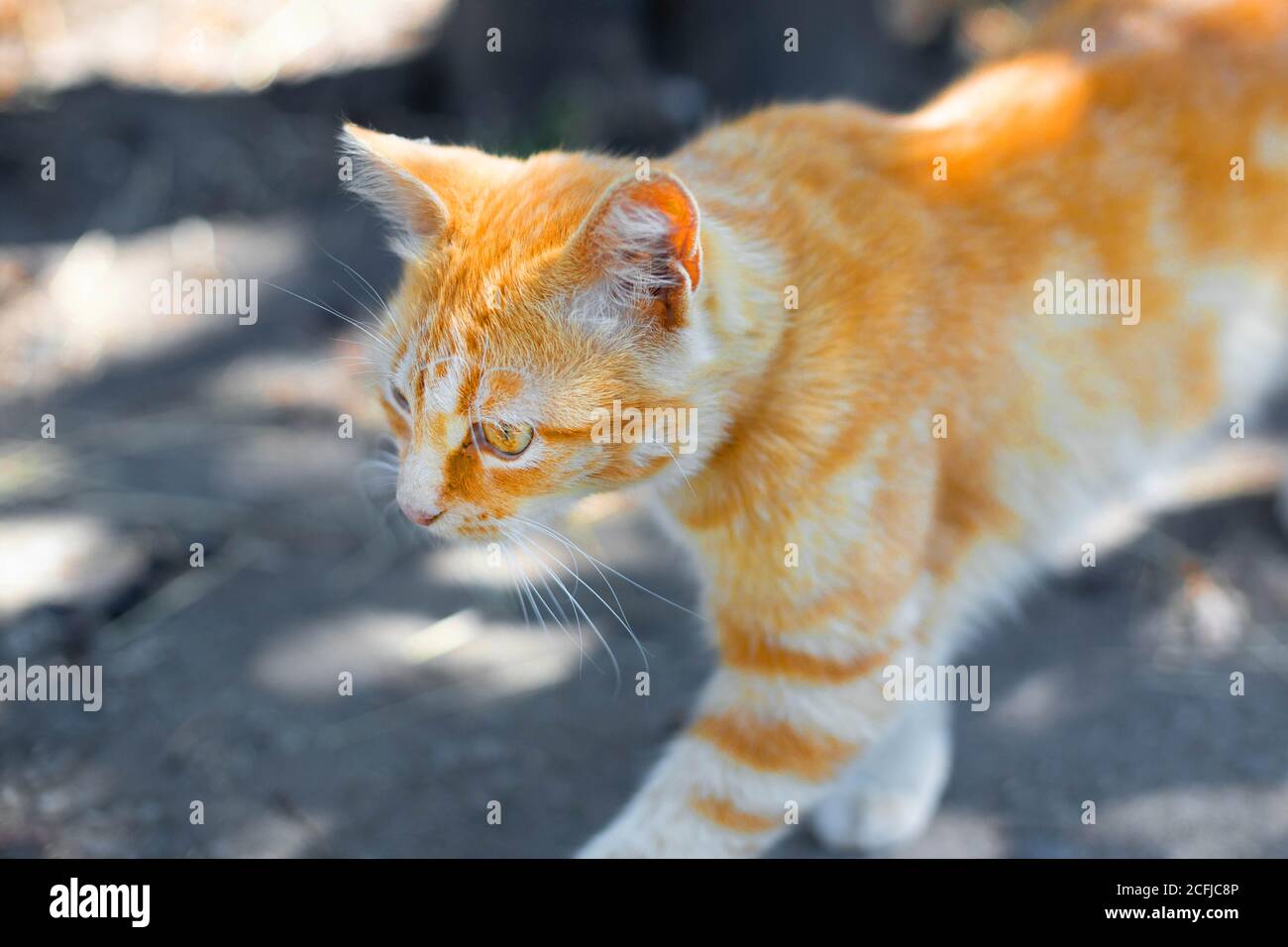 Magnifique chat de gingembre descend dans la rue comme un tigre Banque D'Images