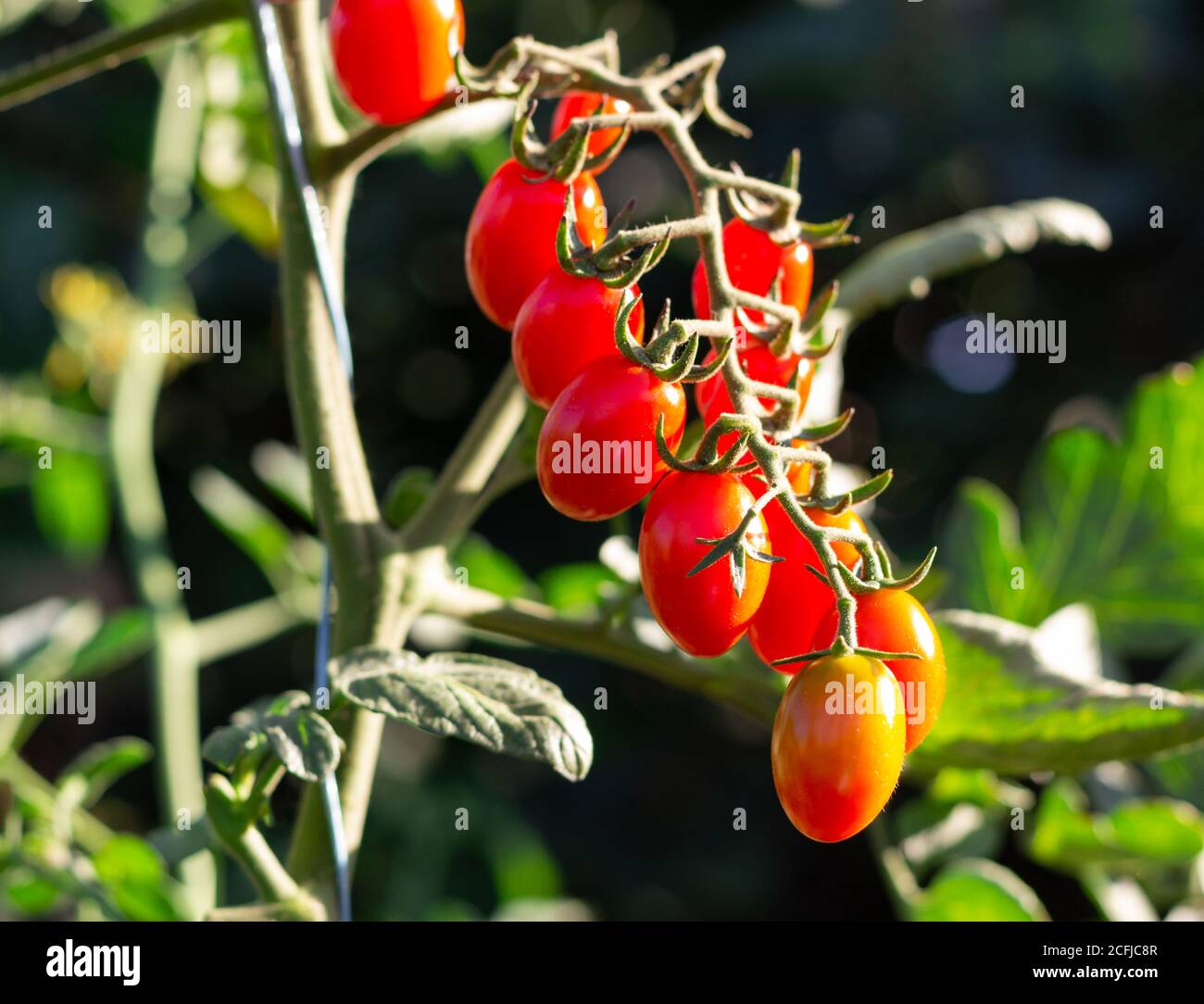 bouquet de petites tomates sur le bush vert Banque D'Images
