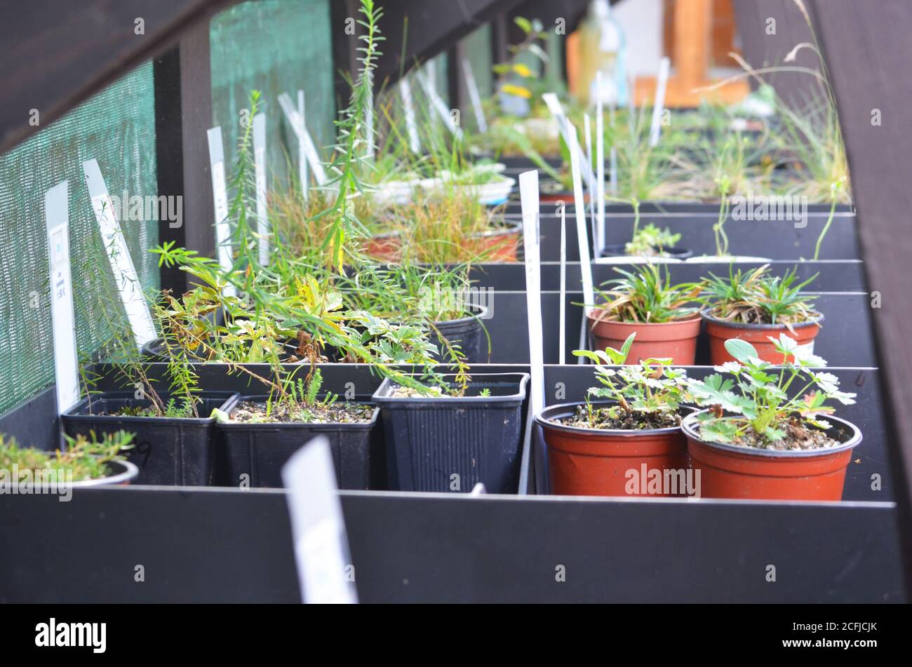 Diverses plantes en petits pots de fleurs à vendre Banque D'Images