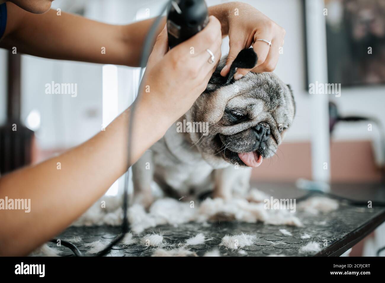 Concept de toilettage pour chiens. Toilettage et lavage du petit chien de pain dans le saloon Banque D'Images
