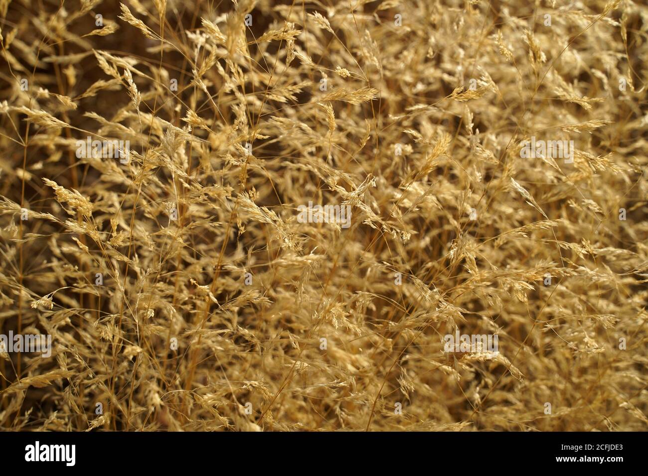 Récoltes sèches dans le champ méditerranéen Banque D'Images