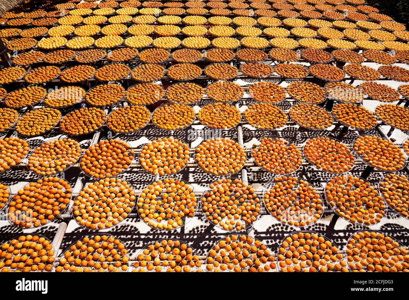 Processus de fabrication de Persimmon séché pendant l'automne de Windy à Hsinpu (avec le nom chinois de la Factory'Wei Wei Gia') , Hsinchu, Taïwan. Banque D'Images