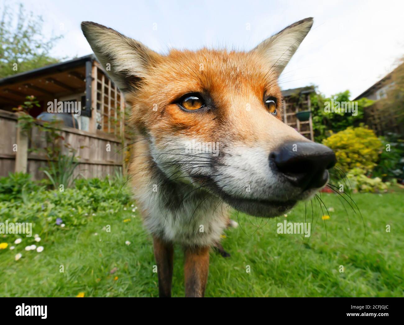Portrait d'un renard roux (Vulpes vulpes) debout dans le jardin, Royaume-Uni. Banque D'Images