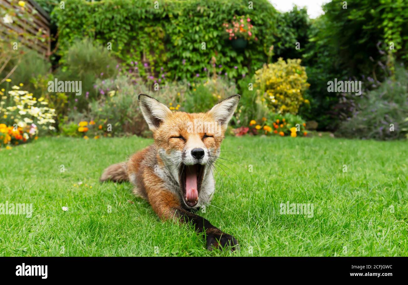 Gros plan d'un renard roux (Vulpes vulpes) bâillant dans un jardin, Royaume-Uni. Banque D'Images