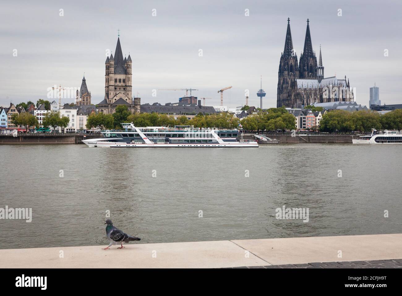 Vue sur le Rhin jusqu'à la vieille ville avec l'église romane Gross Saint-Martin et la cathédrale gothique, pigeon, Cologne, Allemagne Banque D'Images