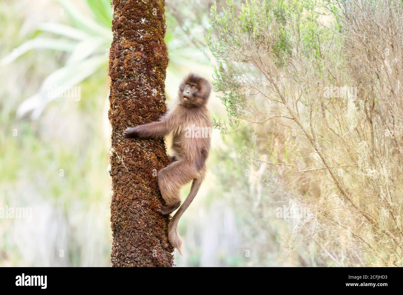 Gros plan d'un jeune singe Gelada curieux dans un arbre, montagnes Simien, Ethiopie. Banque D'Images