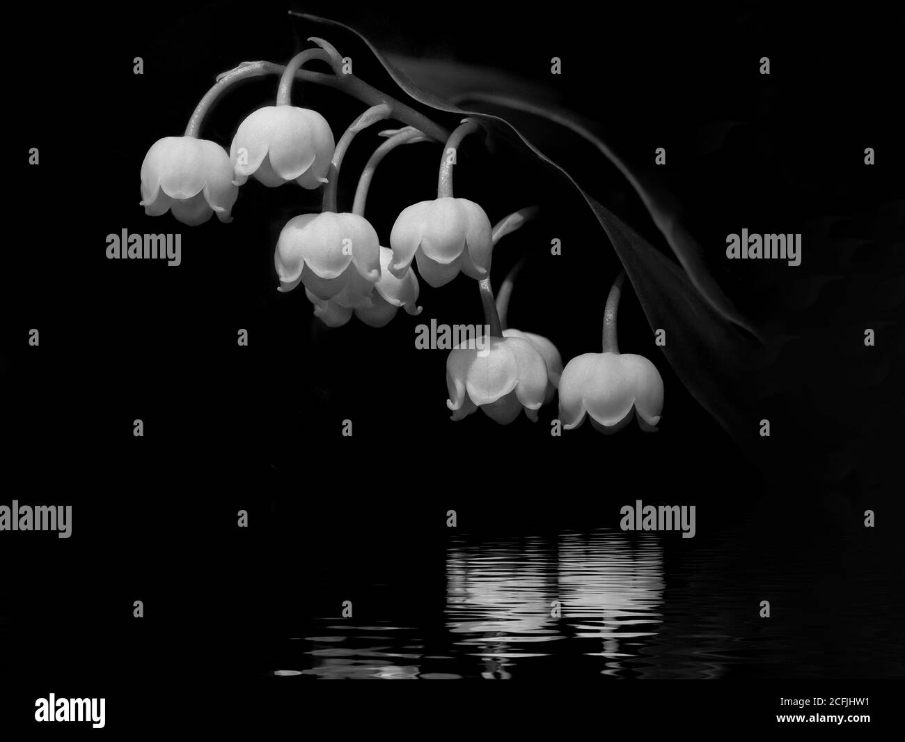 Une mono étude d'un Lily réfléchie de la vallée Dans West Dean Gardens Banque D'Images