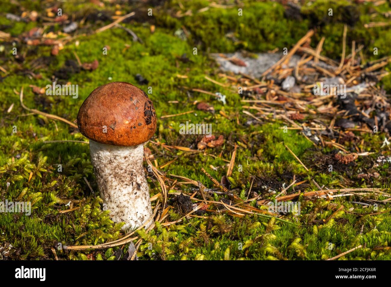 Petit champignon boletus parmi la mousse et les aiguilles dans la forêt d'automne par une journée ensoleillée. Arrière-plan d'automne flou. Gros plan. Espace pour le texte.mise au point sélective Banque D'Images