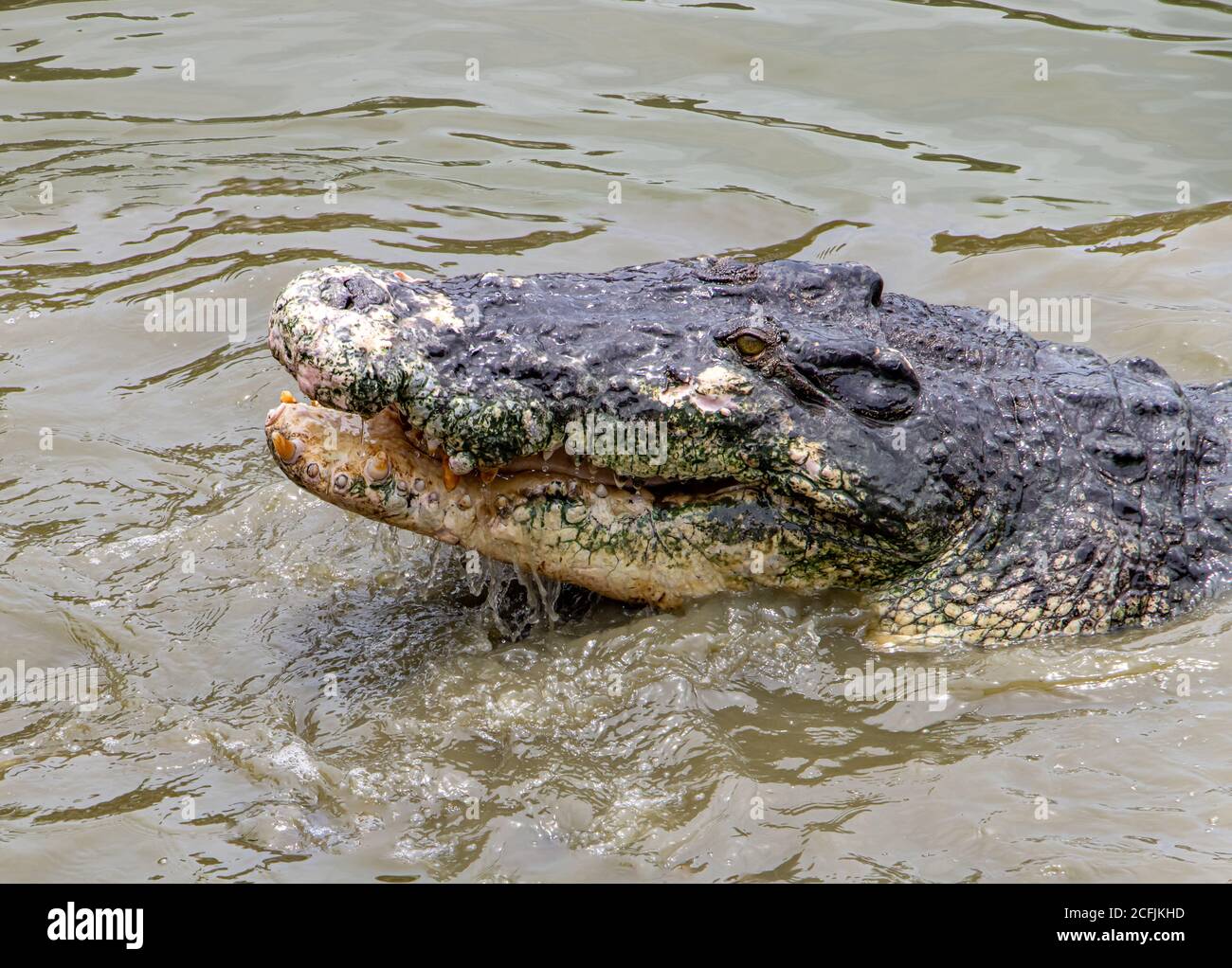 Un crocodile dans l'eau mange de la viande. Le crocodile faim déchirant la viande. Banque D'Images