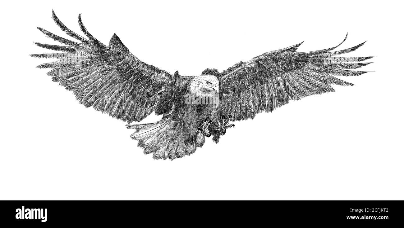 Un aigle à tête blanche pour lancer l'attaque main dessiner un croquis monochrome sur fond blanc. Banque D'Images