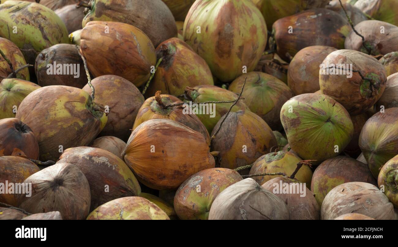 Pile de noix de coco mûres provenant de la récolte de la plantation de noix de coco en Thaïlande. Matière première pour la fabrication d'huile de coco vierge et de lait de coco. Banque D'Images