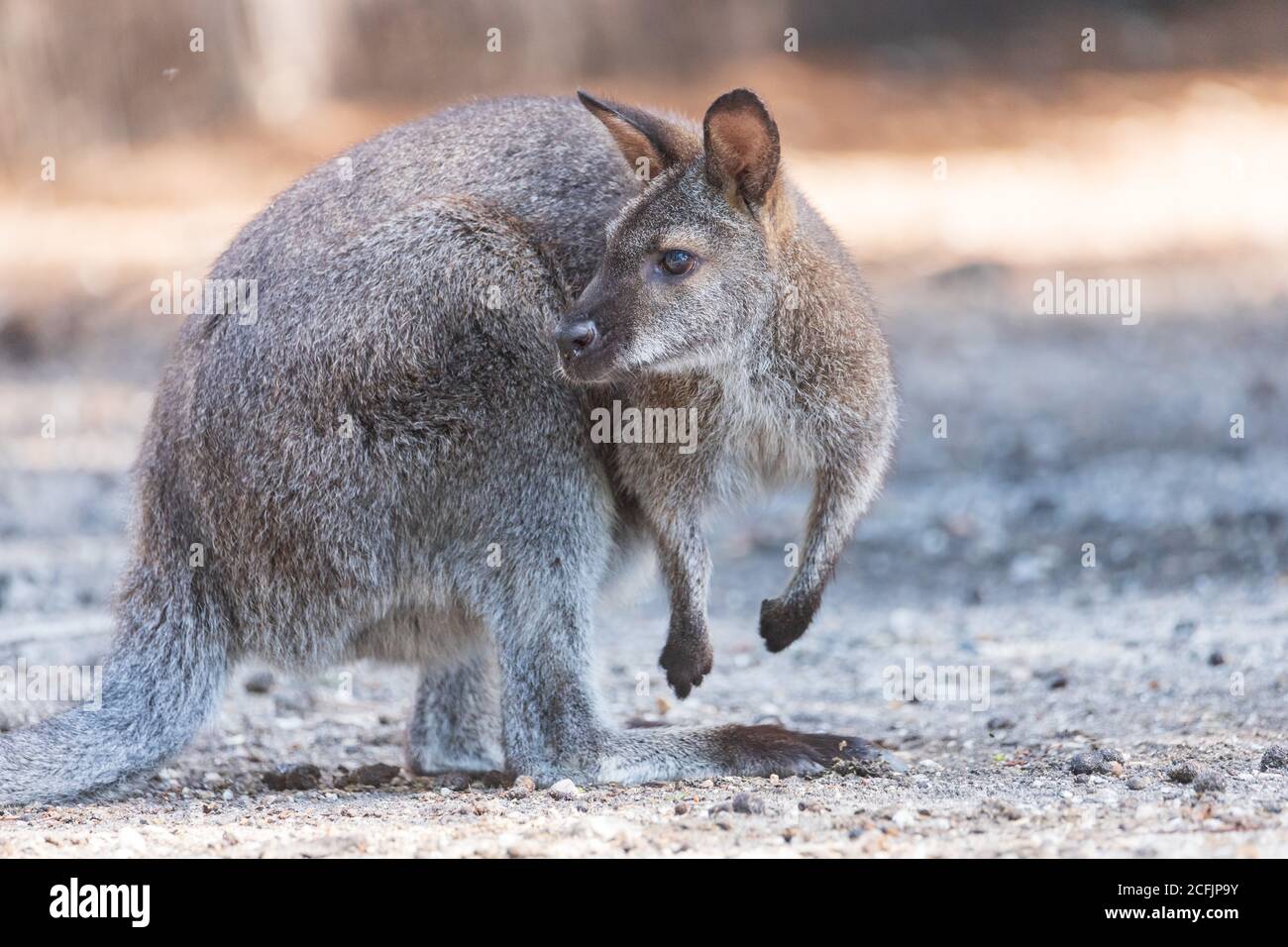 Wallaby- WALLABY DE BENNETT - MACROPUS RUFOGRISEUS Banque D'Images