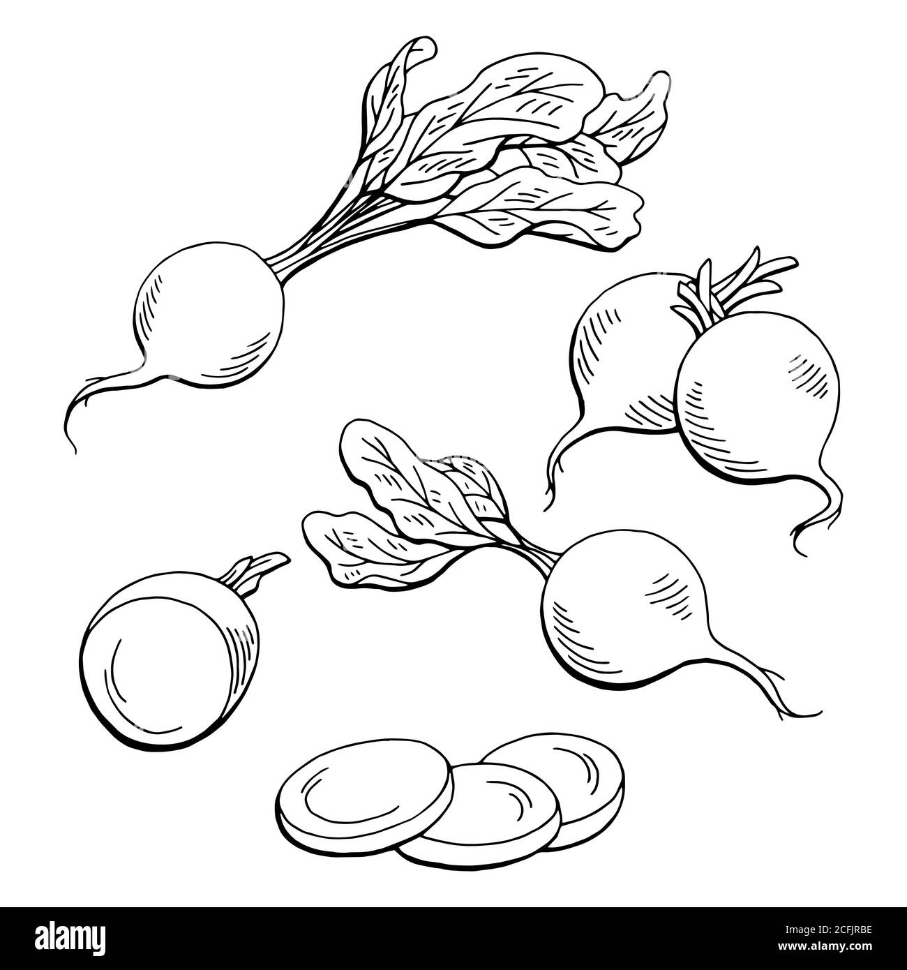 Graphique radis noir blanc végétal isolé esquisse vecteur d'illustration Illustration de Vecteur