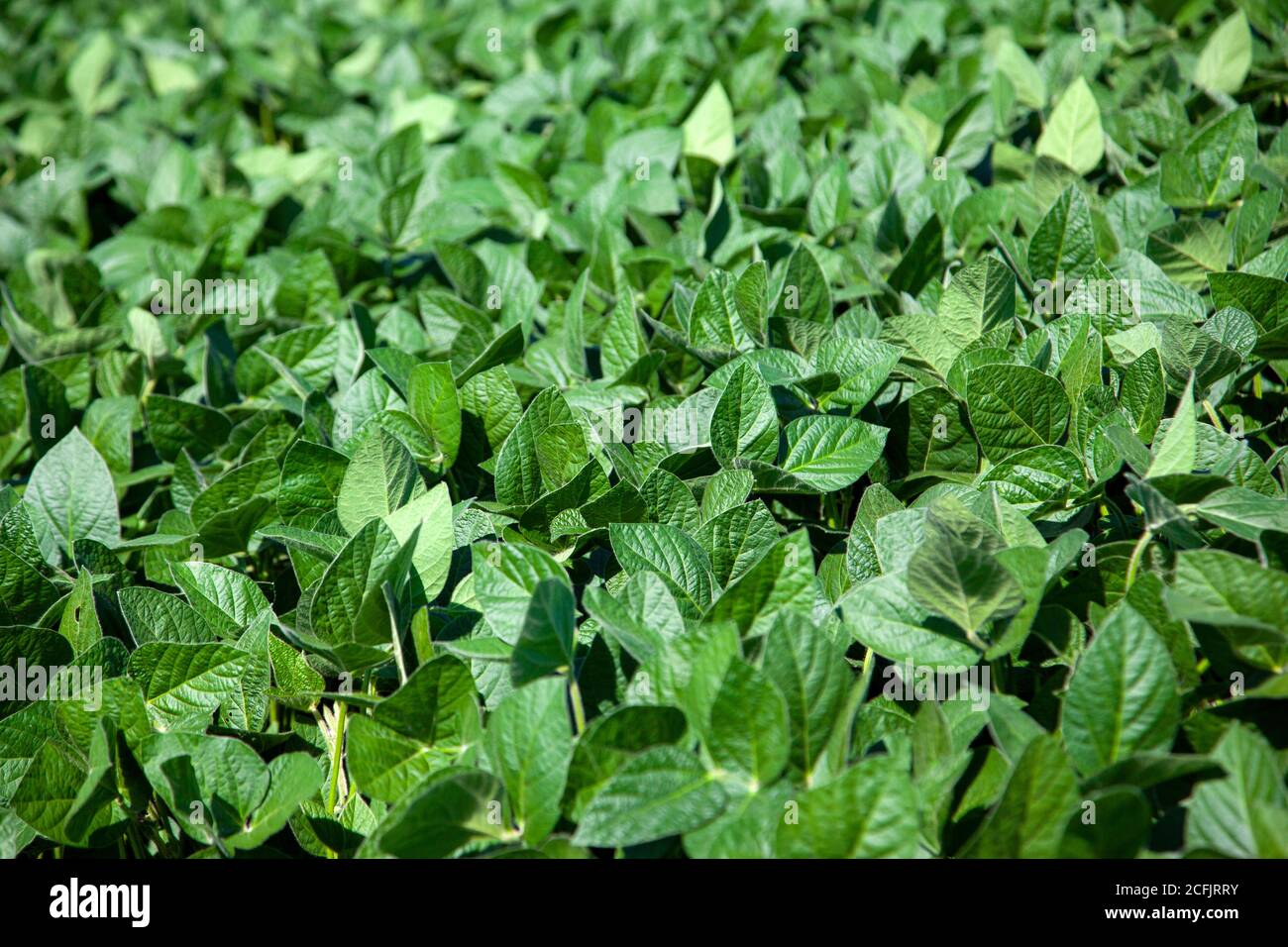 vue rapprochée des feuilles de soja dans une ferme ou un champ de plants de soja Banque D'Images