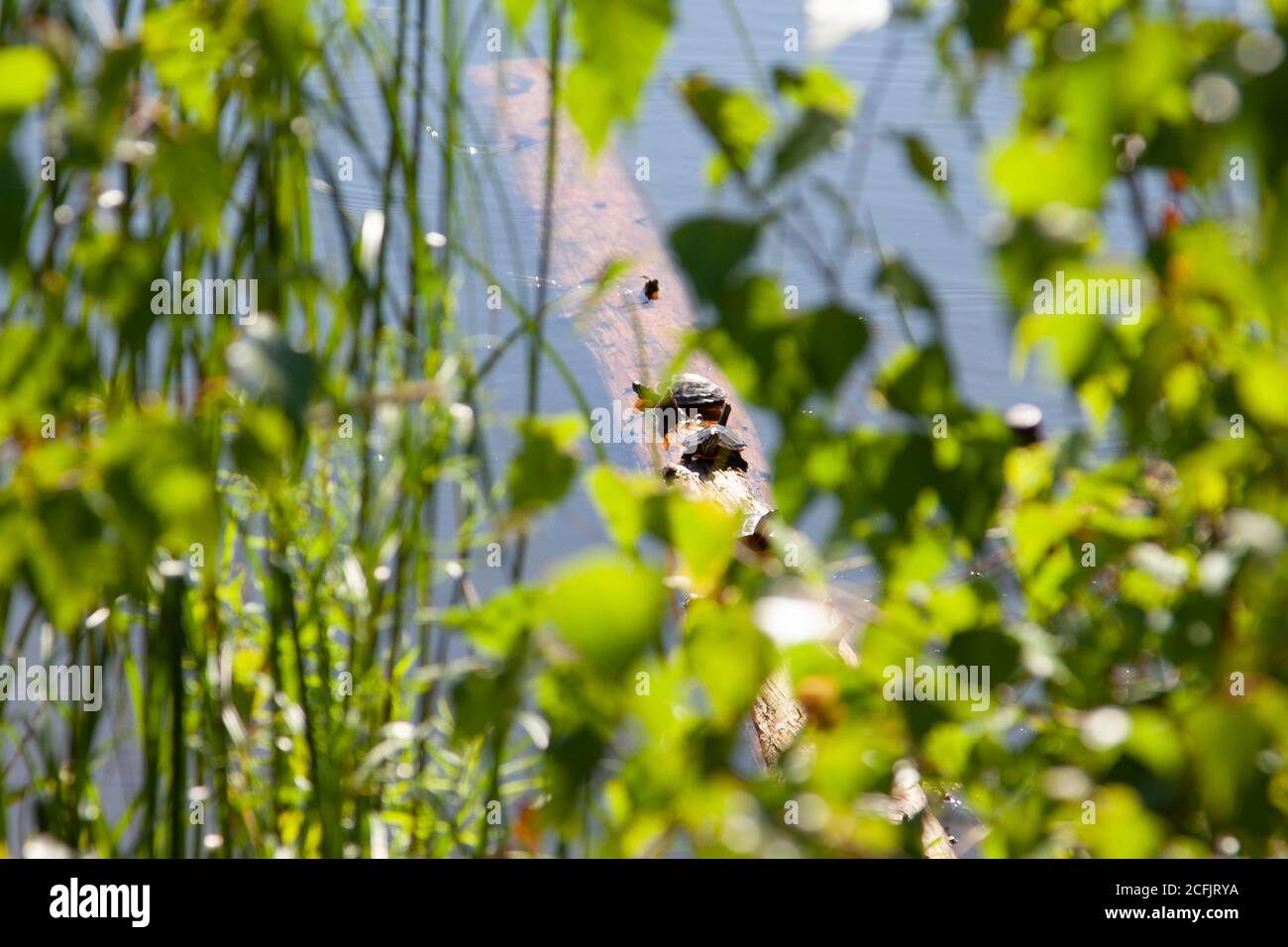 les tortues se bronzent sur une bûche d'arbre dans un étang extérieur Banque D'Images