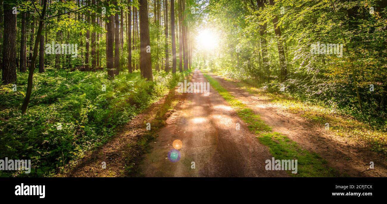 Paysage de lever du soleil avec chemin à travers la forêt à feuilles caduques. Banque D'Images