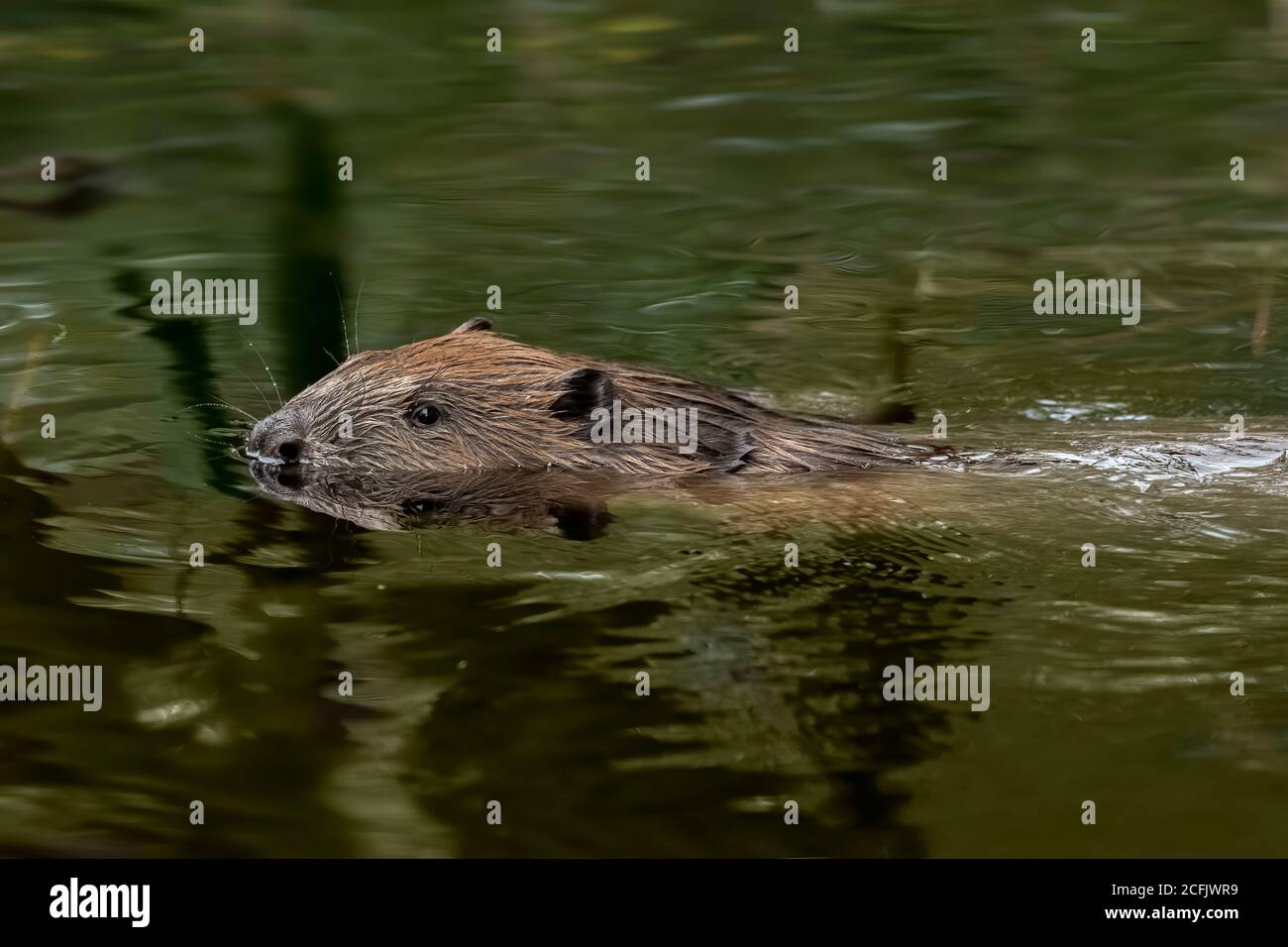 Beaver en écosse Banque D'Images