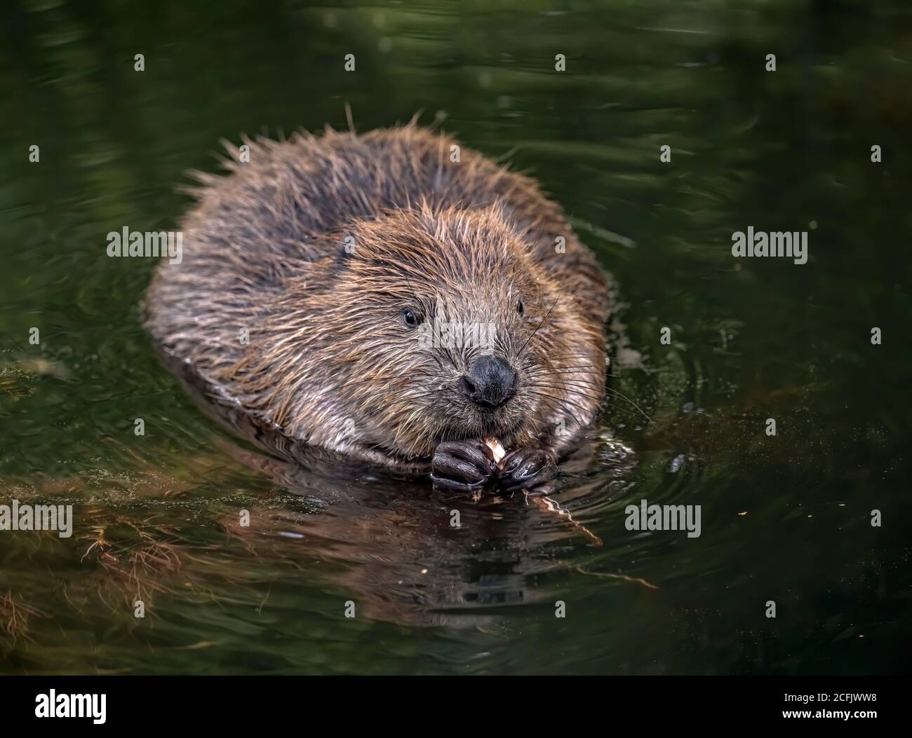 Beaver en écosse Banque D'Images