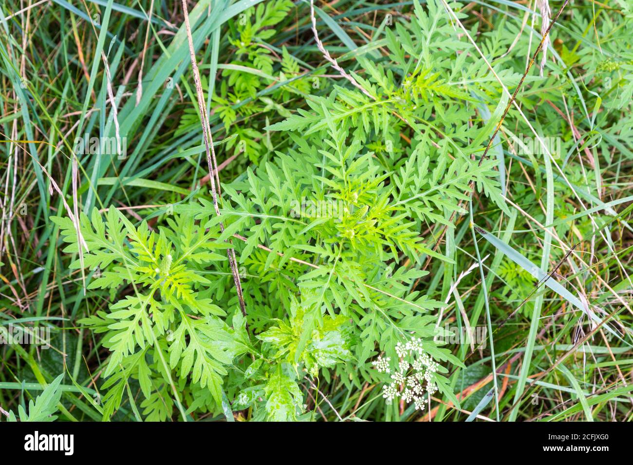 L'herbe à poux commune Ambrosia artemisiifolia vue de dessus dans les terres herbeuses, Hongrie Banque D'Images