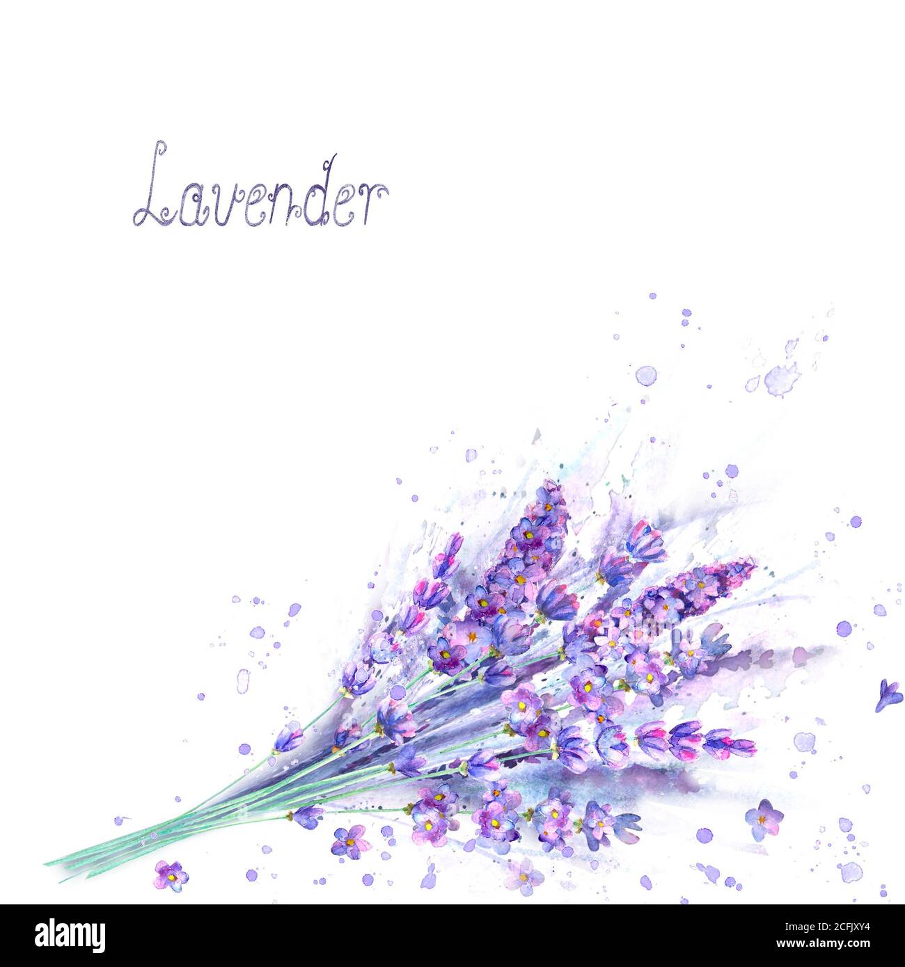 Bouquet de lavande aquarelle. Fleurs de lavande, plantes, éclaboussures d'aquarelle et lettrage sur fond blanc. Bacille botanique vert violet dessiné à la main Banque D'Images