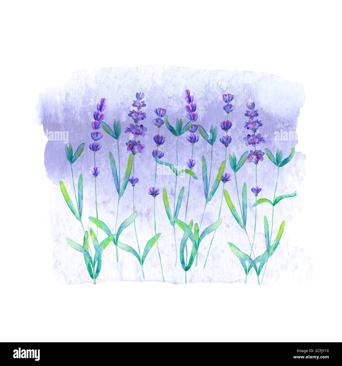 Motif de champ lavande sur coloration violette isolé sur fond blanc. Aquarelle fleurs dessinées à la main. Illustration botanique aquarelle avec lettrage. Banque D'Images