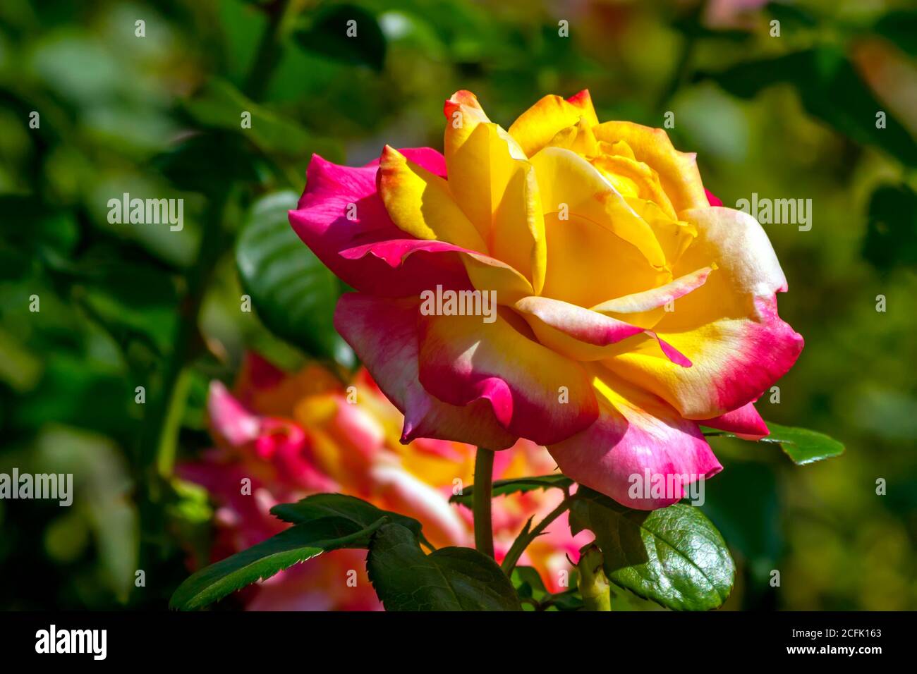 Belle rose dans le jardin d'été. Banque D'Images
