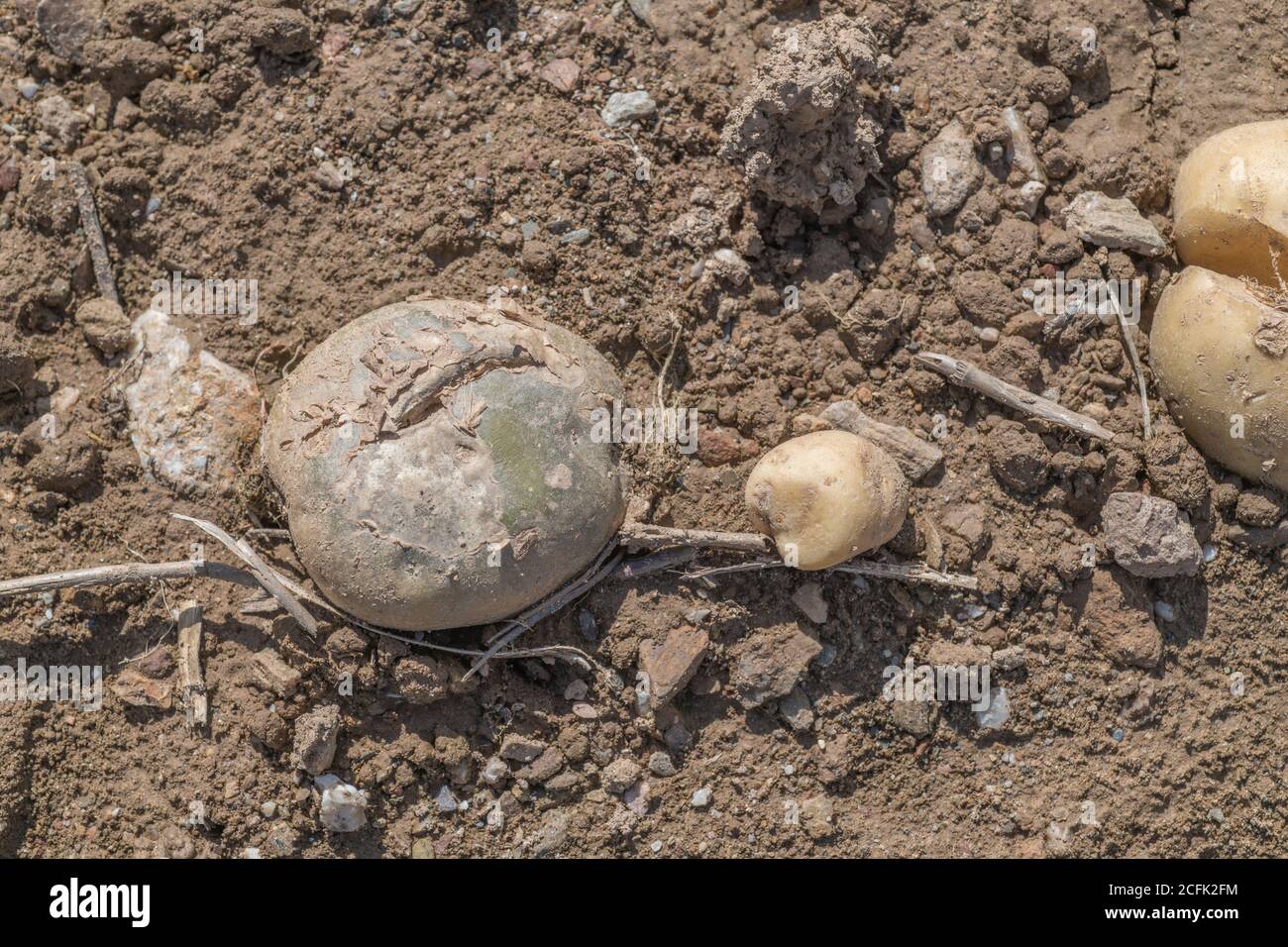 Maladie endommagée / pomme de terre malade. Peut-être l'effet de la gangrène de la pomme de terre une fois la pomme de terre tuée, ou peut-être la brûlure de la pomme de terre a séché, mais incertain. Banque D'Images