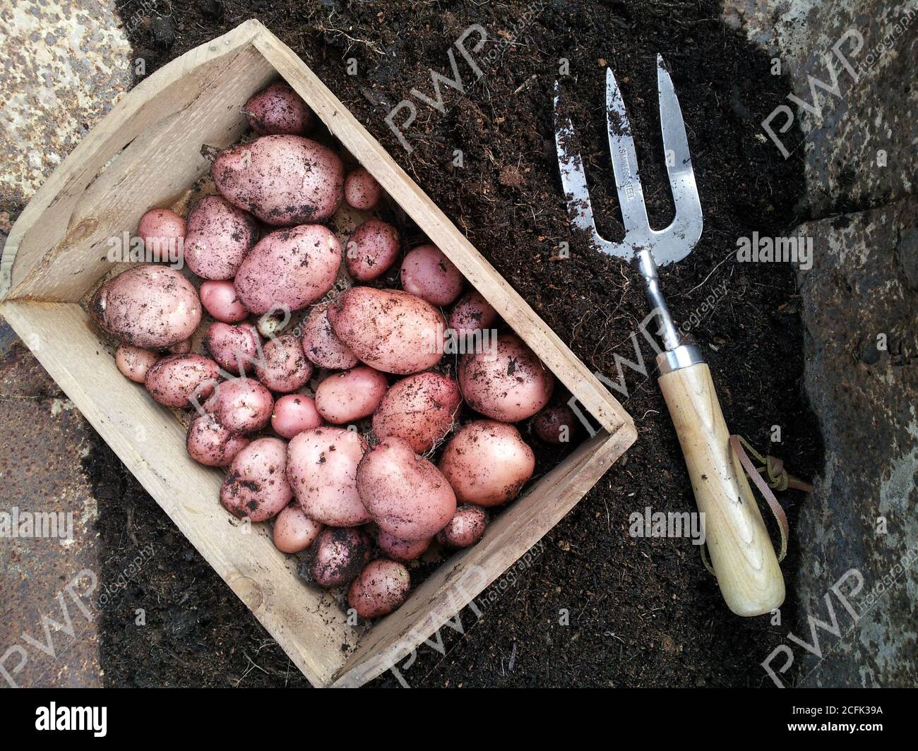 Récolte de pommes de terre de jardin Banque D'Images