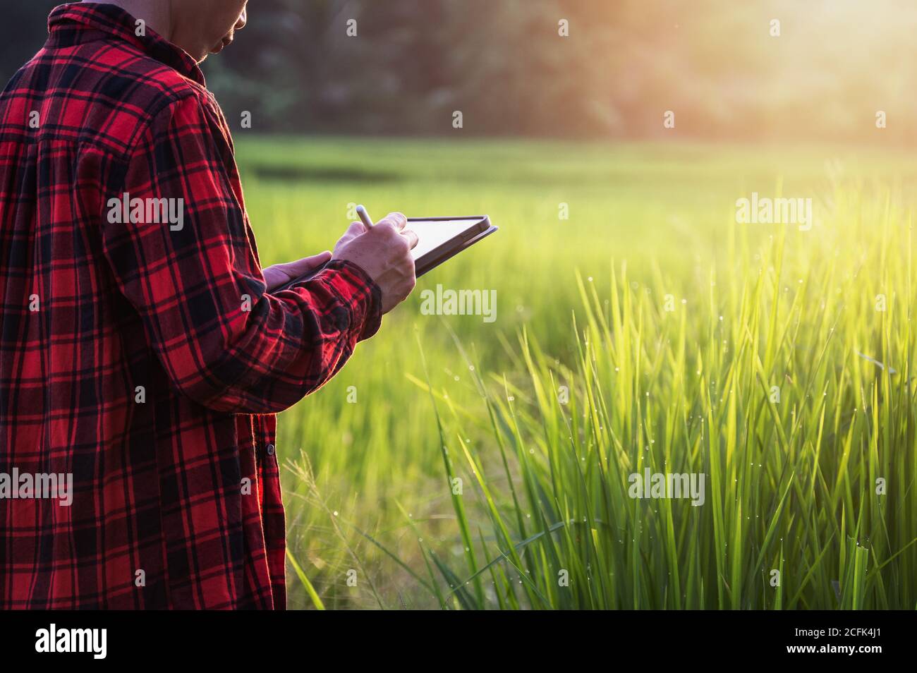 Agriculteur intelligent utilisant la technologie dans la culture de champ de riz ferme parcelle agricole champ, homme vérifiant l'analyse de croissance par tablette dans l'agriculture de champ de ferme Banque D'Images