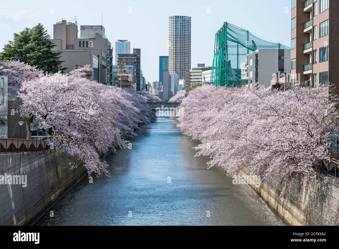 Des cerisiers en fleurs délimitent la rivière Meguro à Tokyo. Banque D'Images