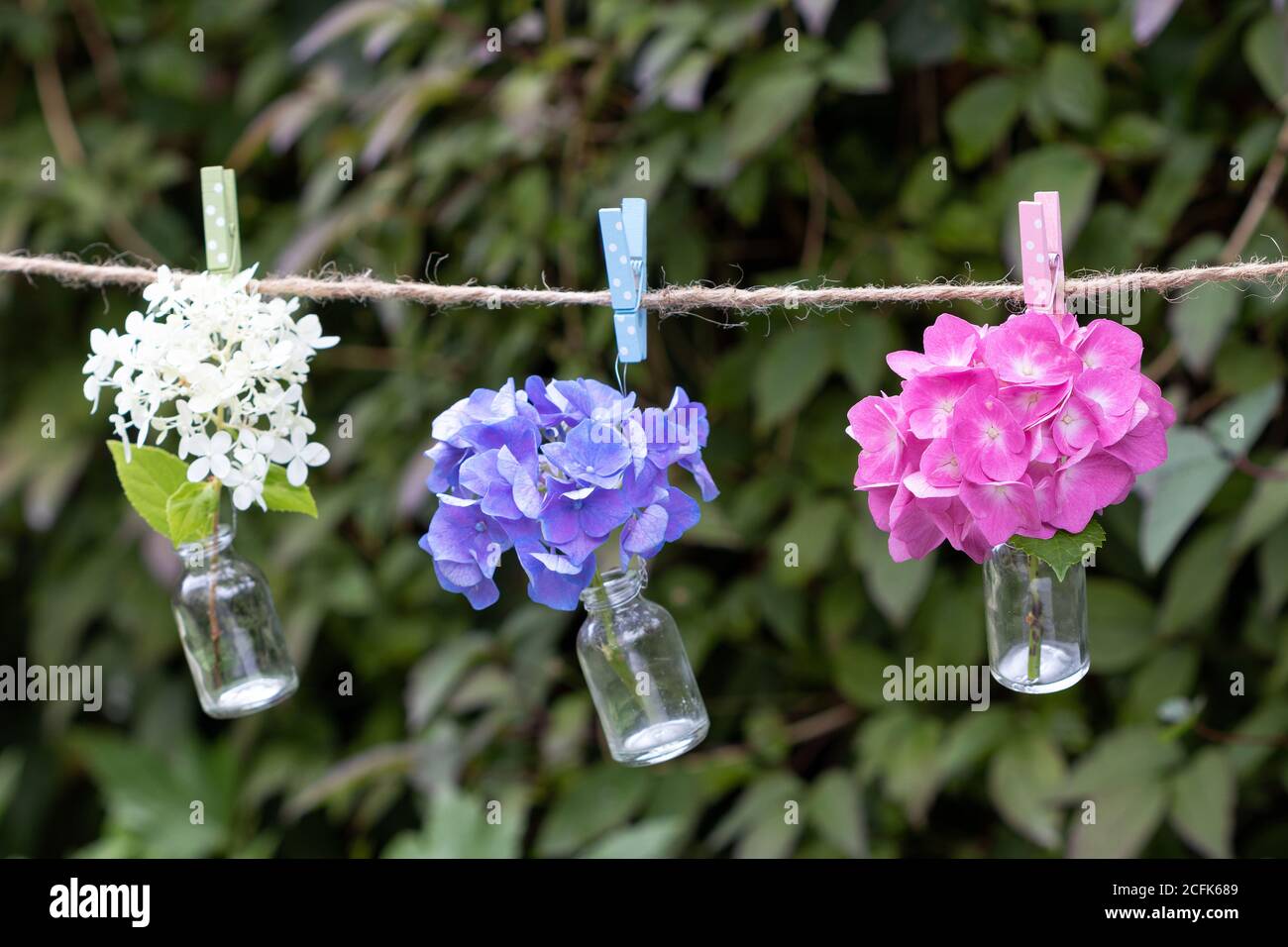 hortensia fleurs dans des bouteilles de verre accrochées sur la ligne Banque D'Images