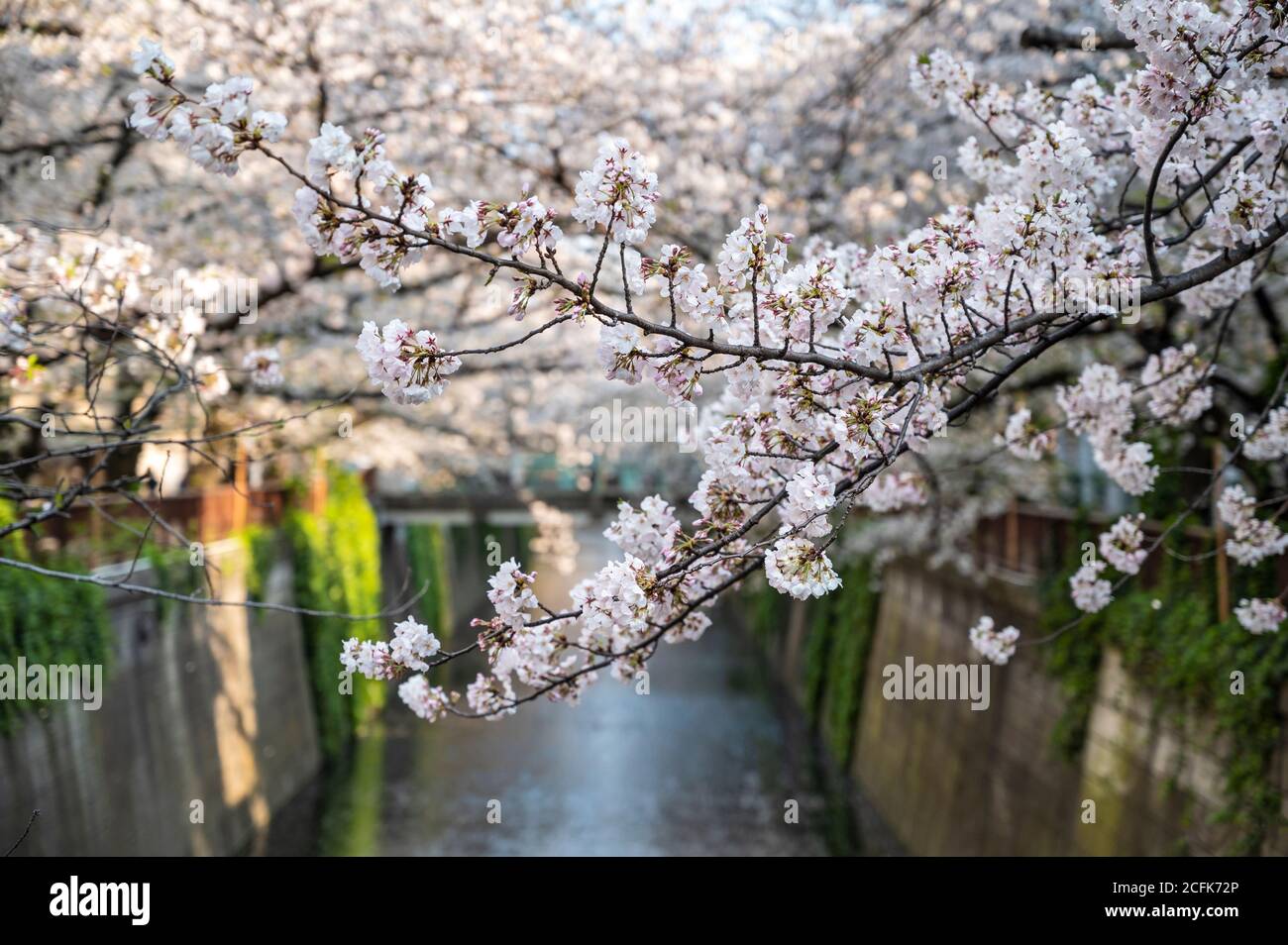 Cerisiers en fleurs surplombant la rivière Meguro à Tokyo. Banque D'Images