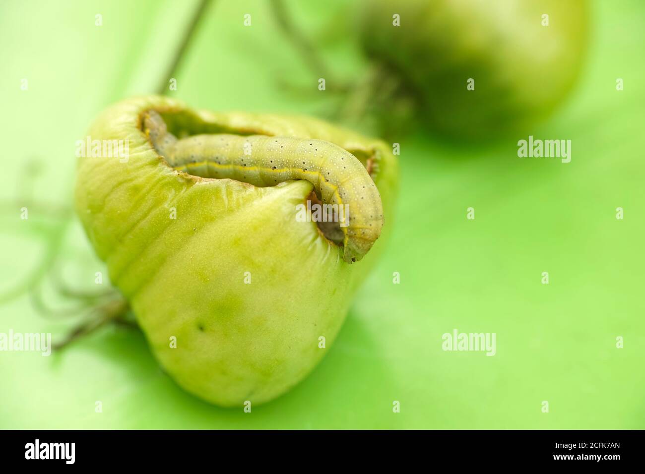 Chenille qui mange de la tomate Banque de photographies et d’images à haute résolution Alamy