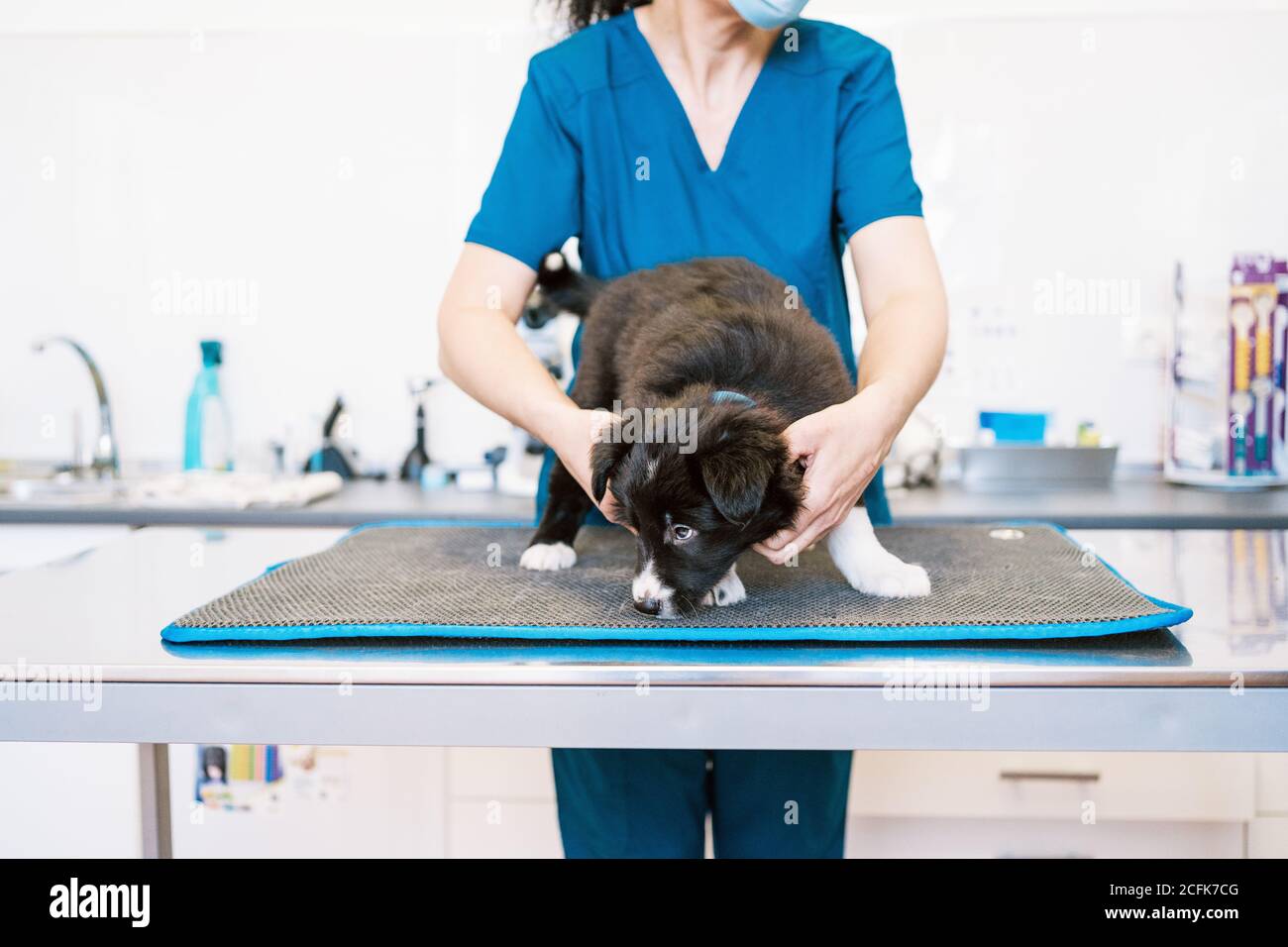 Anonyme femme en uniforme médical examinant mignon chiot sur table dans la clinique vétérinaire moderne Banque D'Images