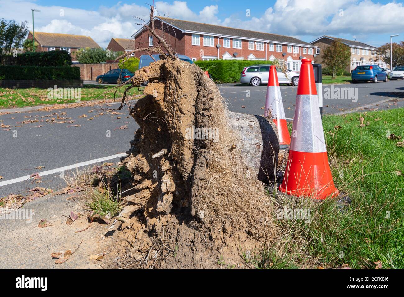 Déraciné, coupé les restes d'un tronc d'arbre, avec juste la souche restant avec des cônes d'avertissement par la route en Angleterre, au Royaume-Uni. Banque D'Images
