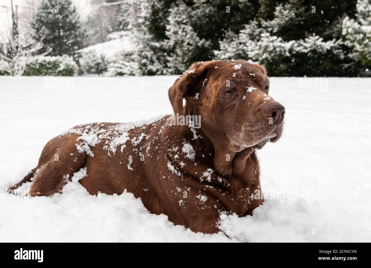 Vieux chien Labrador Chocolate couché dans la neige sous la chute de neige. Banque D'Images