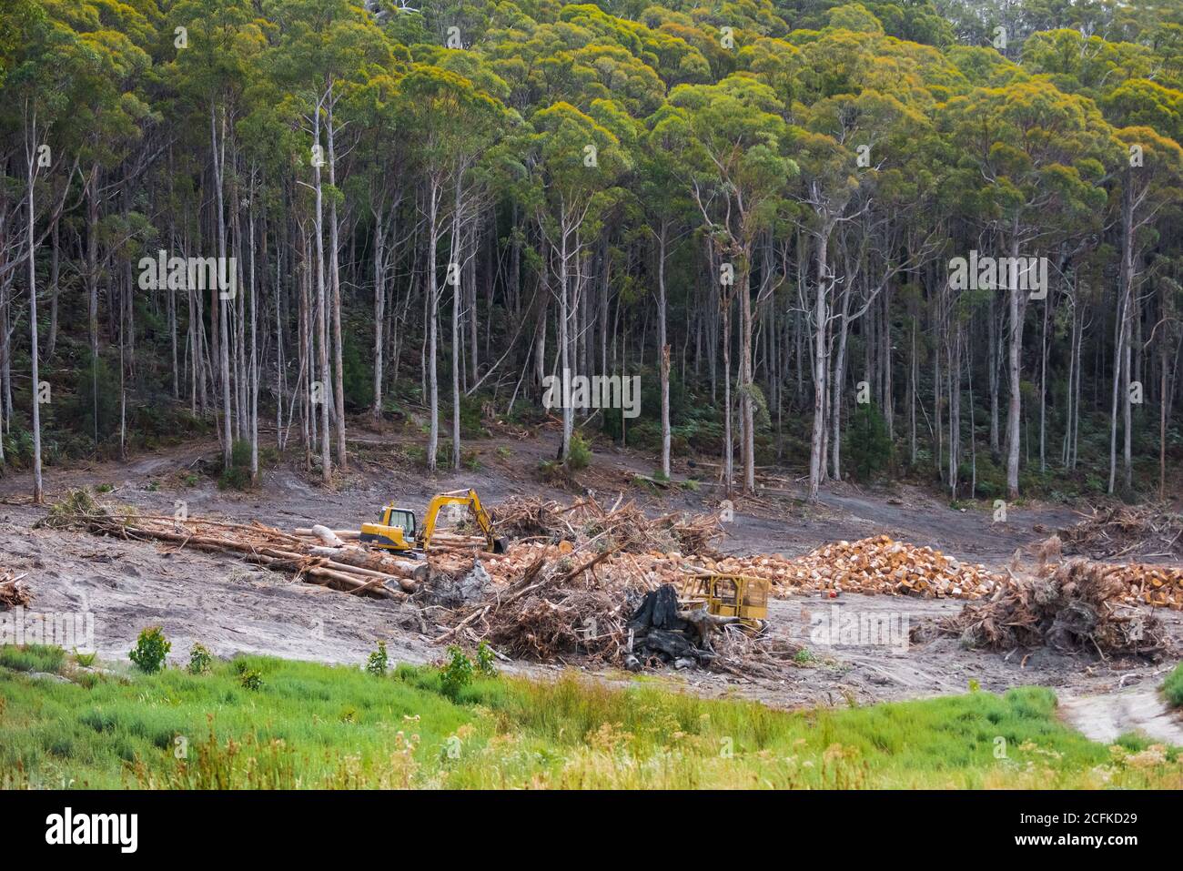 Déforestation au nord de Cygnet dans la région de Huon Valley en Tasmanie, en Australie, un État dont le slogan de voyage était « l'État naturel ». Banque D'Images