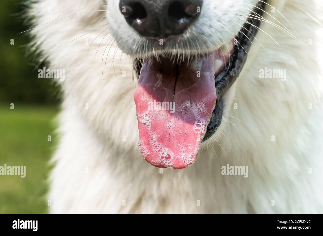 Langue de chien Banque de photographies et d’images à haute résolution
