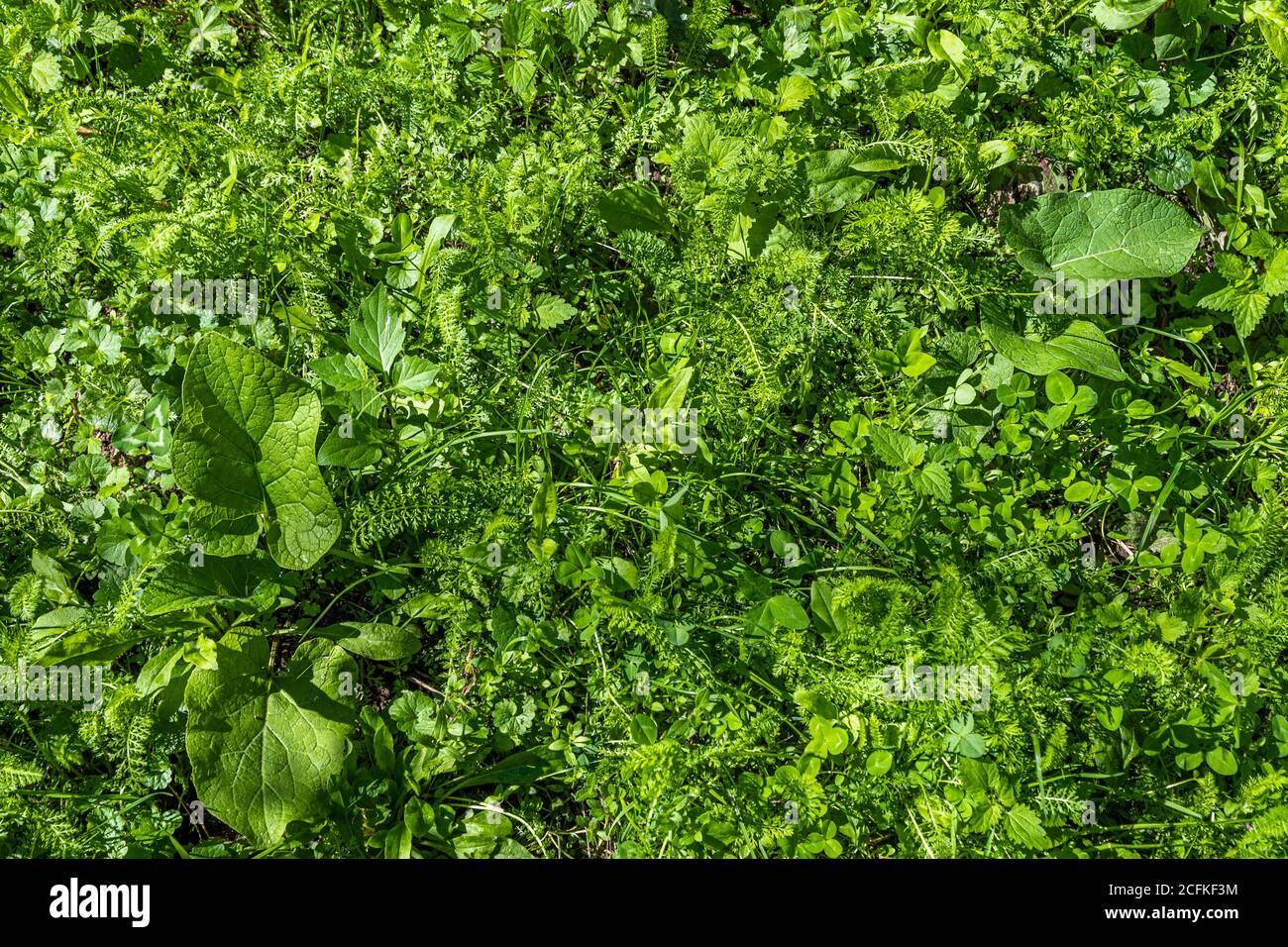 Un couvert végétal dense de plantes sauvages recouvre le sol au bord d'un atelier sur la cueillette et la cuisine avec des herbes sauvages à Grevenbroich, en Allemagne. Une grande feuille ovale, peut-être de consoude, et des feuilles finement pennées, peut-être d'achillée millefeuille, se distinguent parmi la végétation. Banque D'Images