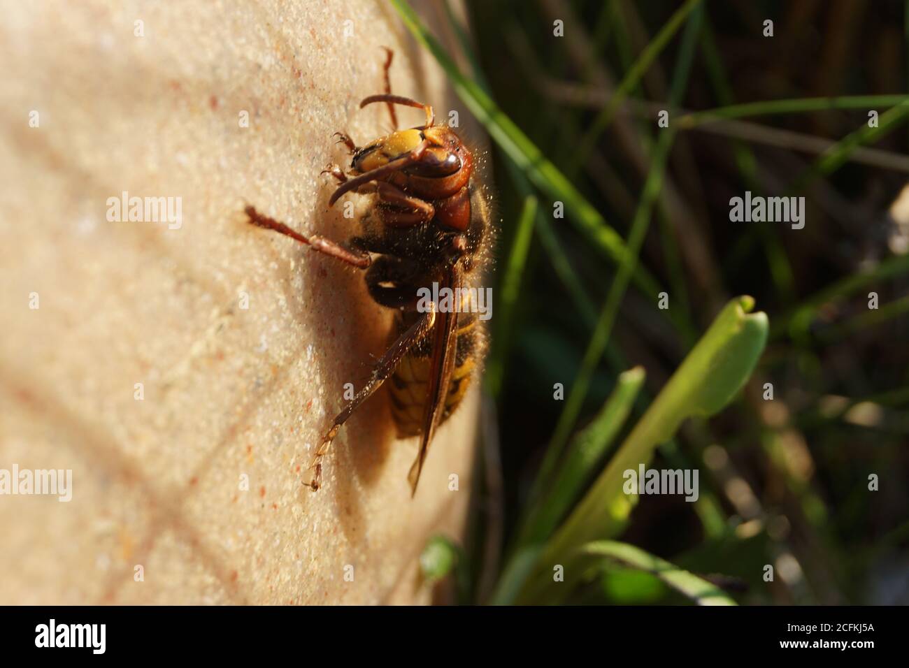 Grand Hornet Banque D'Images