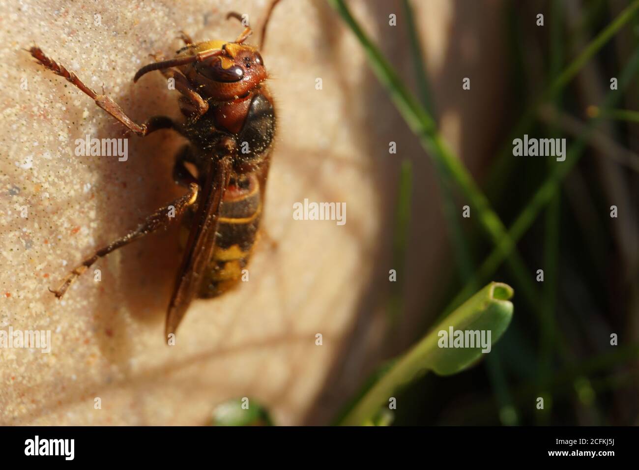 Grand Hornet Banque D'Images