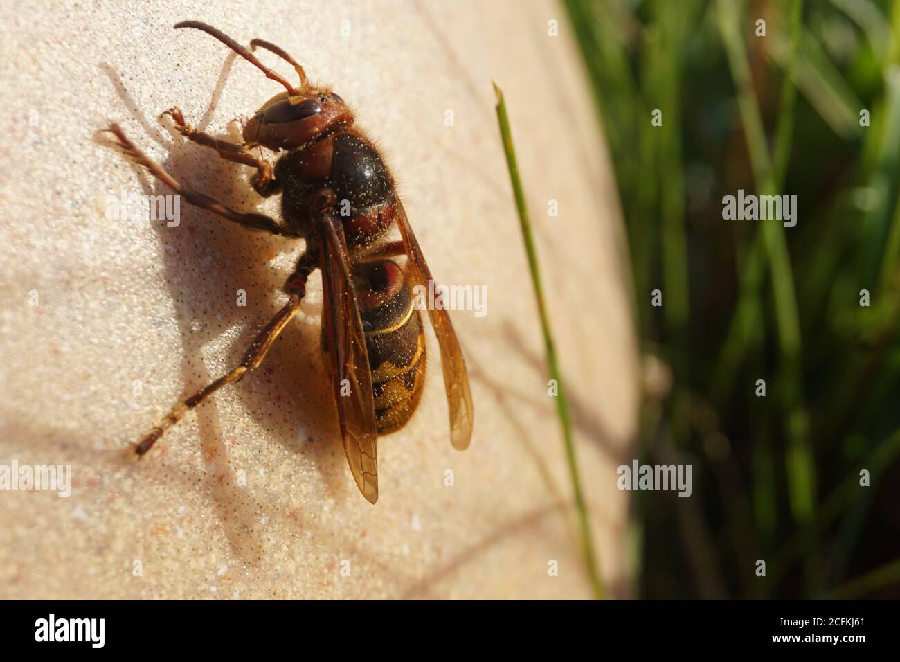 Grand Hornet Banque D'Images
