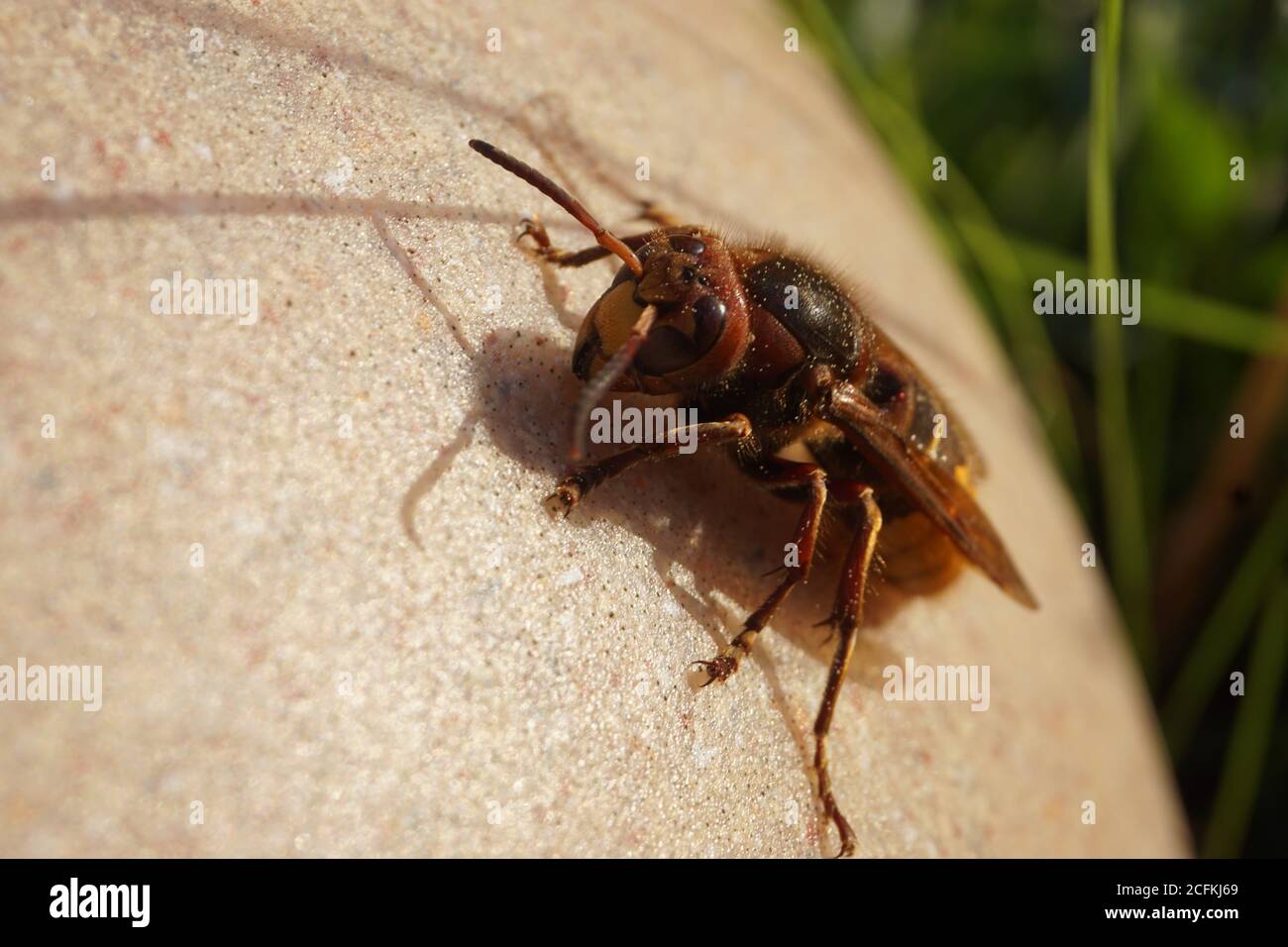 Grand Hornet Banque D'Images
